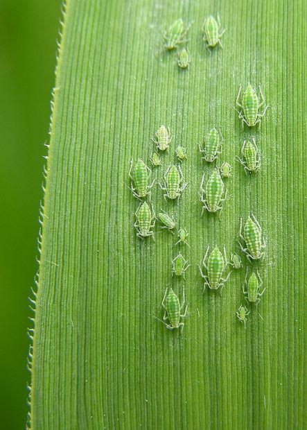 grass descriptions creative writing